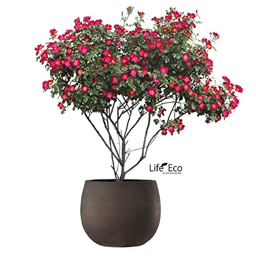 Amazon.co.jp: グラスファイバー製 軽量 大型植木鉢 テラニアス ロー