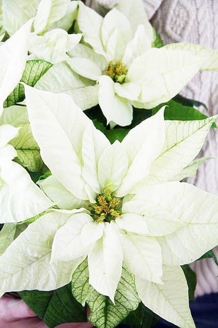 Amazon.com : Generic 100 Pcs Poinsettia Plant Seeds White : Patio
