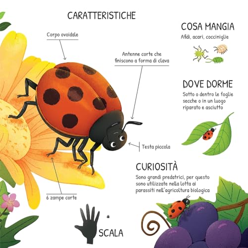 Animali Del Giardino. Ediz. A Colori - 4