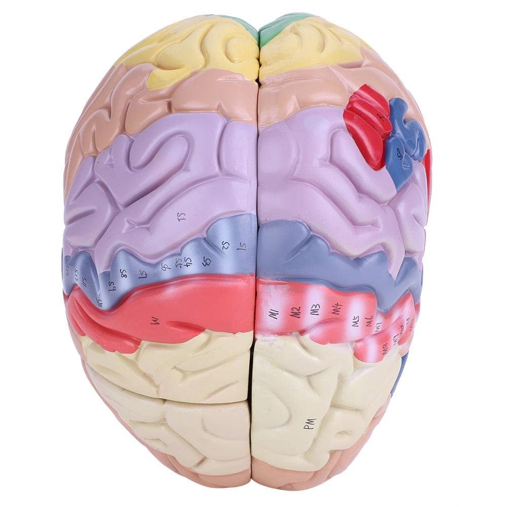 Modello didattico, modello di cervello umano, modello di cervello medico, struttura del cervello in 4 parti 1:2, modello dimostrativo del cervello in PVC con codice colore suddiviso in partizioni med