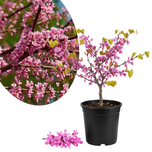 Eastern Redbud Tree Live Plant Ornamental Pink Bloom Tree in Quart Pot for Outdoor Garden Yard or Landscape Planting 6-12 Inches