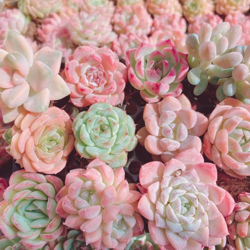 韓国苗 10苗セット 寄せ植え用 カット苗 多肉植物 エケベリア セットのサムネイル