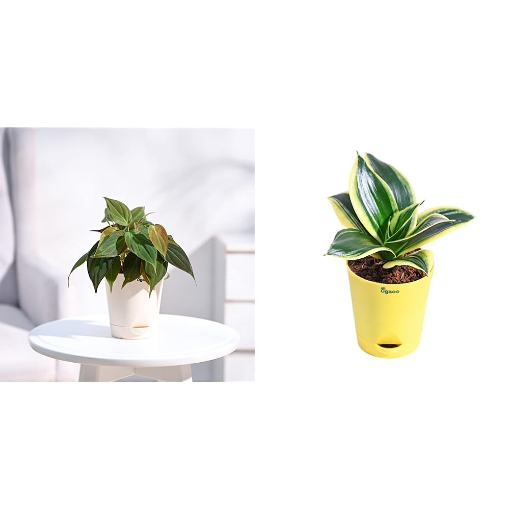 UGAOO Philodendron Micans Oxycardium Black Plant with Self Watering Pot & Ugaoo Sansevieria Golden Hahnii Snake Plant with Self Watering Pot