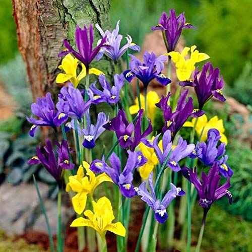 Radha Krishna Agriculture Imported Iris, 100% Generation Winter Season Flower Bulbs (Multicolour pack of 5 flower bulbs) (B08M17FGQ9) Amazon Price History, Amazon Price Tracker