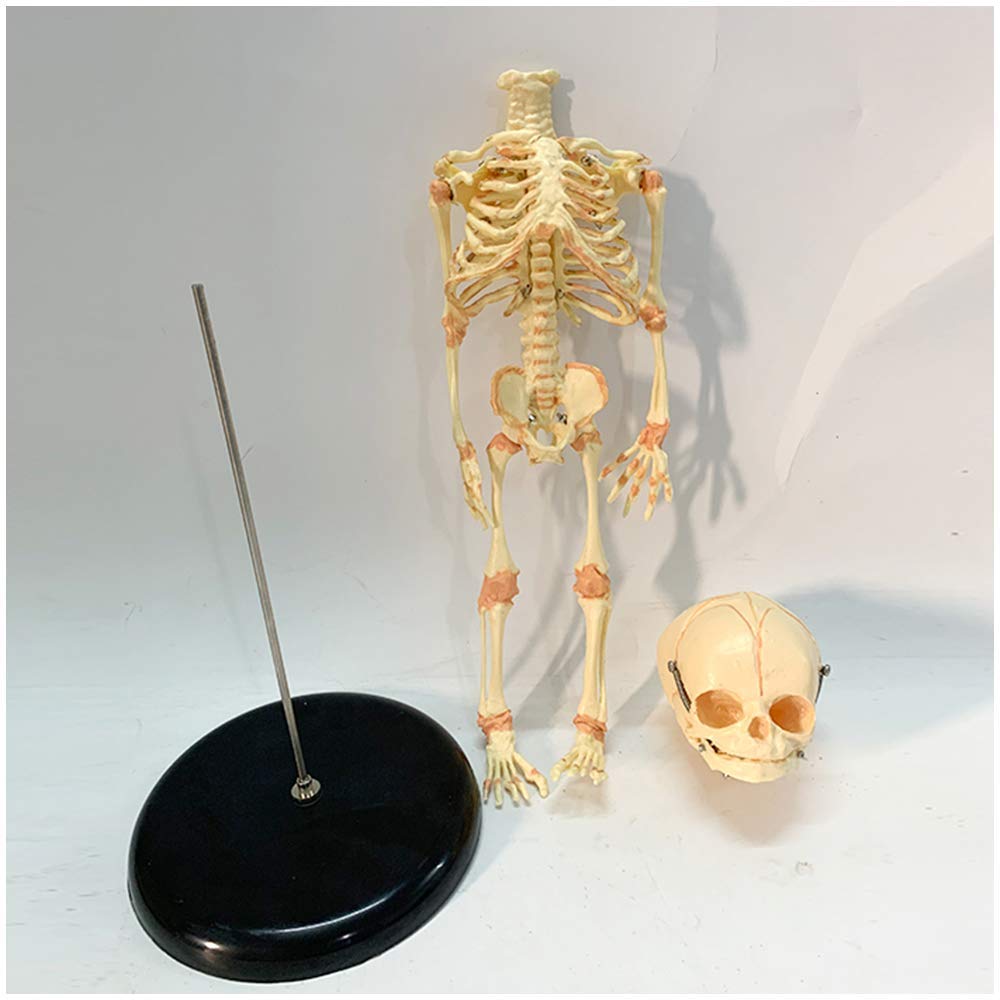 Pädagogische Puppe Säugling Skelett Modell Fötus Schädel Modell - Baby Skelett Modell - Medizinisch Anatomisch Fötal Baby
