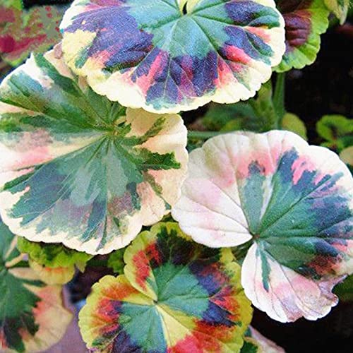 200 Pezzi di Semi di Coleus Begonia Confezione di Colori Assortiti-Piantine di Fiori Multicolori per Giardini all'aperto Semi di coleo 200 pz