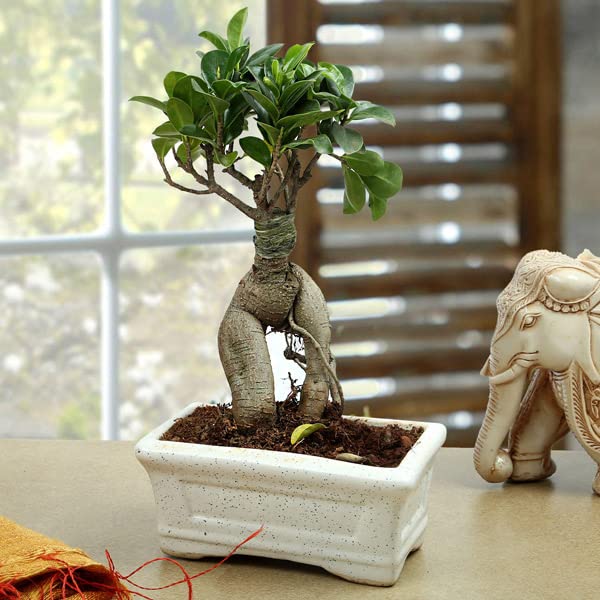 Ficus bonsai tree live plant (B0BZDBNM1C) Amazon Price History, Amazon Price Tracker