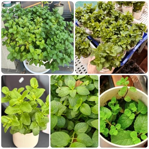 Semillas de la menta marroquí resistentes verde perennes balcón, interior cocina jardín, exótico, 800pcs