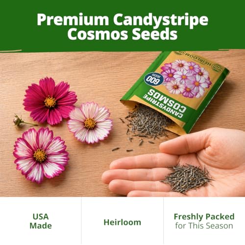 Image of HOME GROWN Candystripe Cosmos Seeds, 1200 Seeds, Cosmos bipinnatus