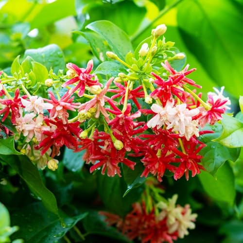 Image of Live Madhumalti Plant (Rangoon Creeper) Pack of 1 | Fragrant Flowering Climber Vine for Home Garden, Balcony & Terrace | Outdoor Decorative Creeper Plant