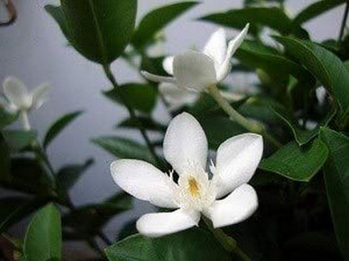 【Jasmine様】専用 OhhSome Fragrant White Sri Lankan Jasmine - Outdoor Flowering
