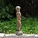 SHAODIE 19.2 Inch Height,Outdoor Meerkat Sculpture Garden Decoration Standing Outdoor Sculpture, Weather-Resistant Resin, Brown