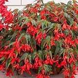 Santa Cruz Sunset Begonia 10 Seeds – Begonia x boliviensis—Scarlet Flowers, Annual—Pelleted Seeds for Shade Gardens & Containers— Non-GMO—18–24' Plants—119–133 Days