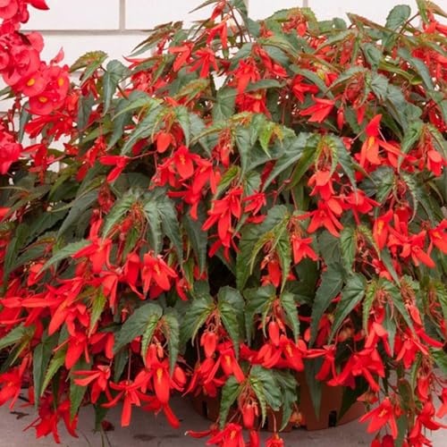 Santa Cruz Sunset Begonia 25 Seeds – Begonia x boliviensis—Scarlet Flowers, Annual—Pelleted Seeds for Shade Gardens & Containers— Non-GMO—18–24' Plants—119–133 Days