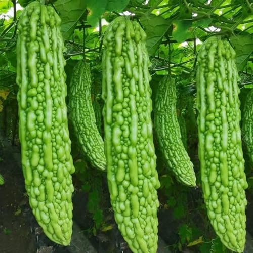 35+ Premium Long Bitter Gourd Seeds for Planting Non-GMO Heirloom Bitter Melon Seeds High-Yielding Extra Long Authentic Flavor Grow in Your Home