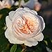Kletterrose ‘Sabrina ®`ist eine cremeweiß blühende und duftende ADR-Topfrose. Frisch aus der eigenen Gärtnerei mit kräftige Triebe und dichten Wurzeln. Im 6 Liter Topf.