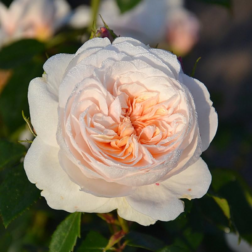 Kletterrose ‘Sabrina ®`ist eine cremeweiß blühende und duftende ADR-Topfrose. Frisch aus der eigenen Gärtnerei mit kräftige Triebe und dichten Wurzeln. Im 6 Liter Topf.