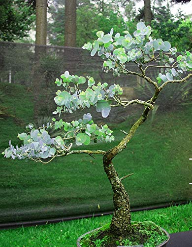 sageretia thea bonsai Bonsai Sageretia – tropical bonsai with fine leaves and graceful growth,  perfect for indoors – Secret Garden Plant Shop main image 1