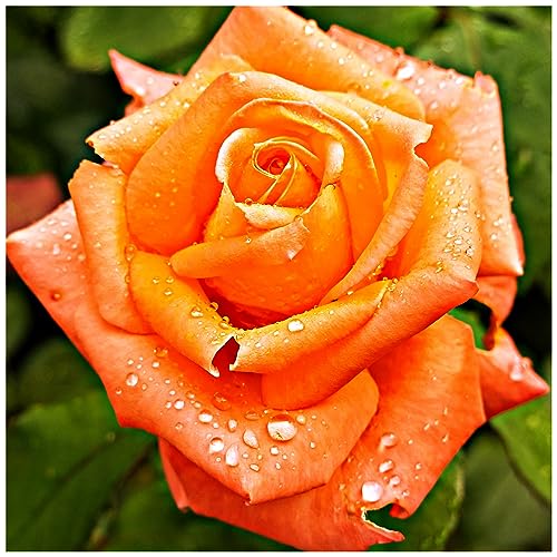 Rosa 'Remember Me' Hybrid Tea Rose Bush, Double Bright Coppery Orange Flowers 3fatpigs®