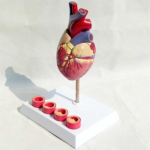 Modelo de corazón humano tamaño real de 2 piezas desmontables 7