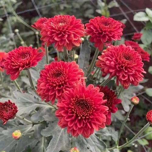 Red Chrysanthemum Chandramallika FLower Plant : Amazon.in: Garden 