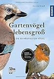  Gartenvögel lebensgroß: Die 60 häufigsten Vögel, Einfache Bestimmung, Mit 60 Rufen und Gesängen