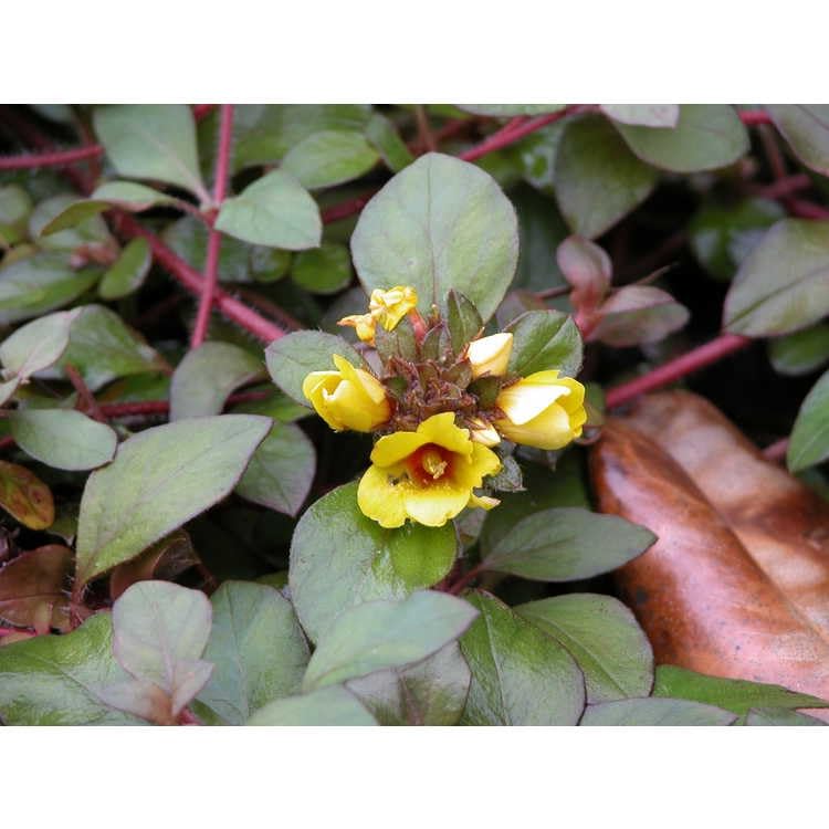 Lysimachia Procumbens Golden Globes, 2 Plants