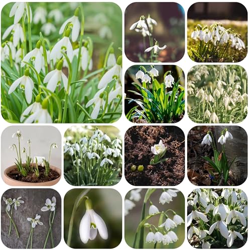 bulbos de campanillas resistentes y perennes, bulbos en flor de primavera, Resistente al suelo bulbos balcón jardín planta de balcón, plantas resistentes al invierno para balcones, 22pcs