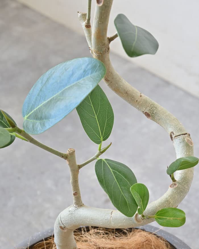 Amazon.co.jp: 観葉植物 本物 フィカス・ベンガレンシス 6号鉢 曲がり
