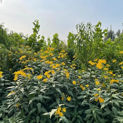 20bulbos Tubérculos de alcachofa de Jerusalén para de Tubérculos de alcachofa de Jerusalén resistentes para el jardín, balcón, para lugares