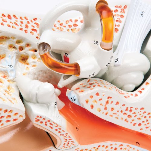 Image of Denoyer Geppert 0133-00 Budget 3 Part Functional Ear Model, 9 inch Length x 8-1 /4 inch Width x 13 inch Height