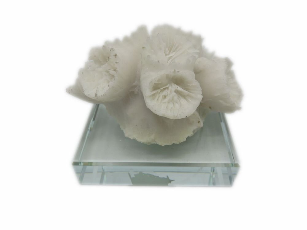 Turtle King Corp Coral Décor, White on Clear Base