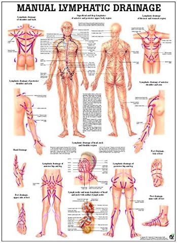 Lymphatic Drainage Laminated Anatomy Chart