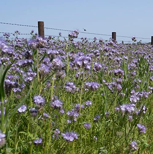 Phacelia Seed 200g Green Manure (Maintains and Hold Nitrogen) SLMH