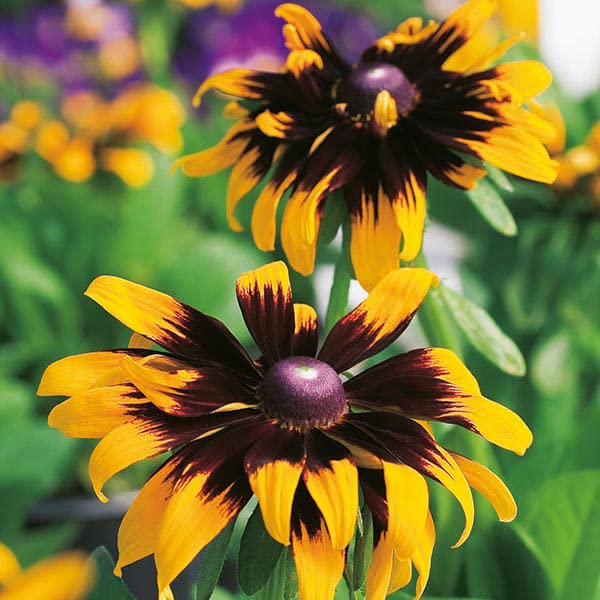 M-Tech Gardens Rare Rudbeckia " Aries " Exotic 30 Seeds for Growing-image-47