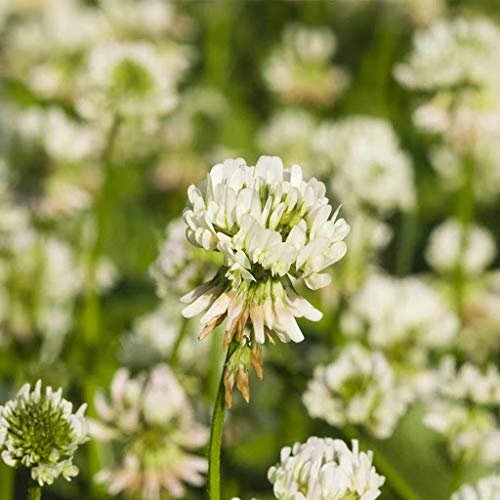 55pcs White Dutch Clover Flower Seed