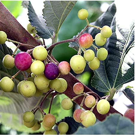 Phalsa Falsa Grewia Asiatica Sherbet Berry Fruit Plant Pot (B09W18C7DJ) Amazon Price History, Amazon Price Tracker