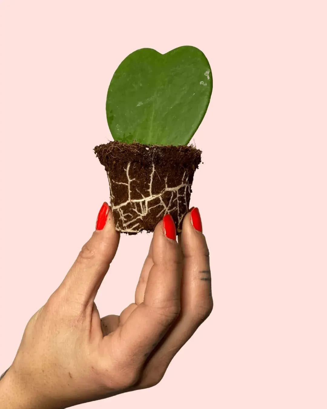 PUR PLANT Hoya Kerrii Mini | Planta Corazón Natural Pet Friendly | Planta de Interior Decorativa | Maceta de Ø6 cm