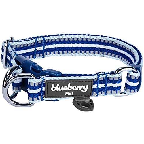 10 Best Collars For Pitbulls