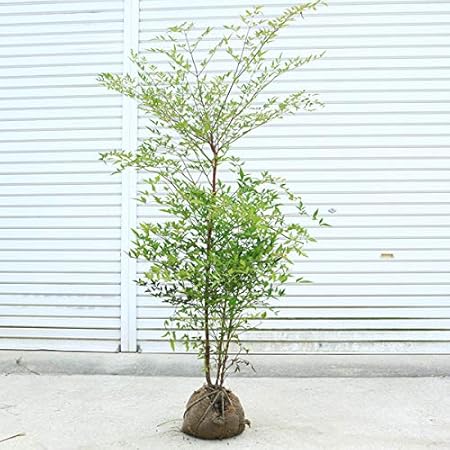 Amazon 特撰庭木 南天 なんてん 赤南天 樹高 約100cm 植木 Amazon 特撰庭木 南天 なんてん 赤南天 樹高 約100cm 植木