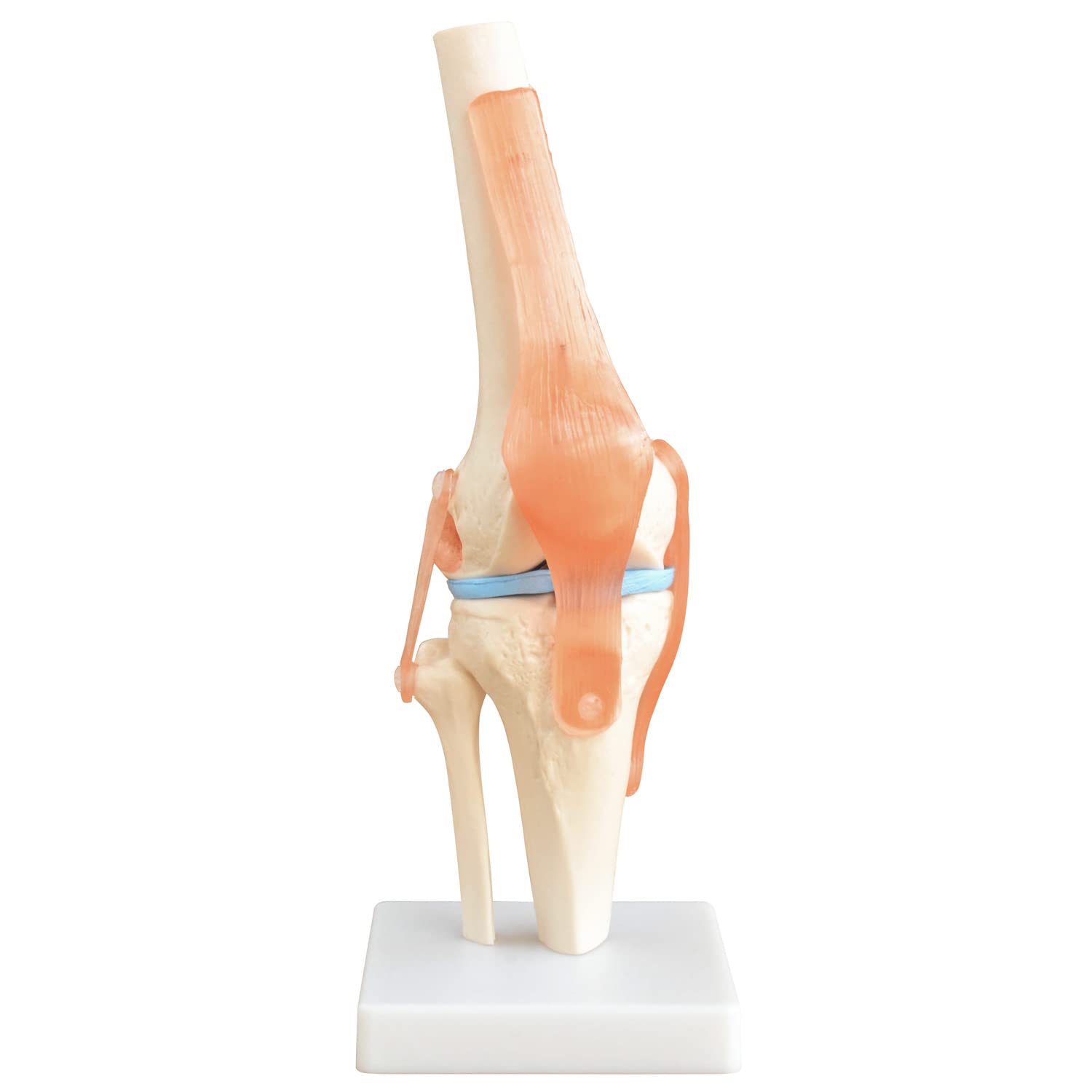 Squelette d'anatomie Modèle Articulation du Genou Modèle d'enseignement Grandeur Nature Modèle Corporel Anatomique du Genou avec une Articulation Mobile MedMod