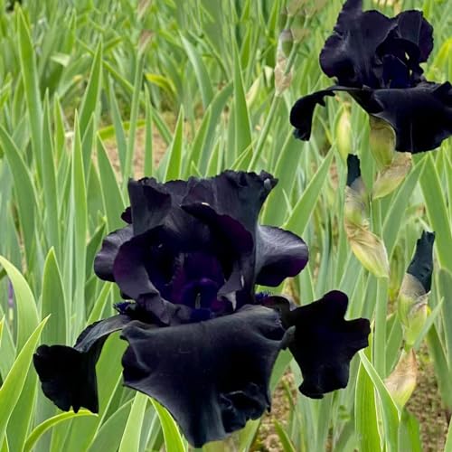 3bulbos de iris lugares soleados silvestres en el balcón temprana Cultivar