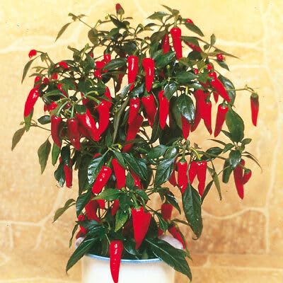 Buy4seeds HOT Chilli Pepper Apache F1 3 Finest Seeds Easy to Grow Garden Yard Patio