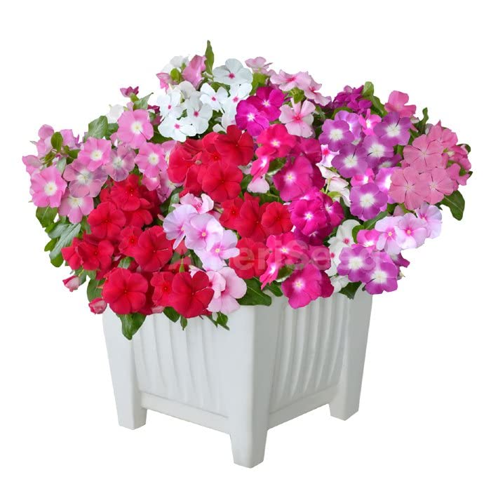 Udanta Seeds Flower Seeds - Vinca (Sadabahar) Mix All Season Flowering Garden (Pack of 40-50) Seeds Affordable Pack (B0BKFY22KS) Amazon Price History, Amazon Price Tracker