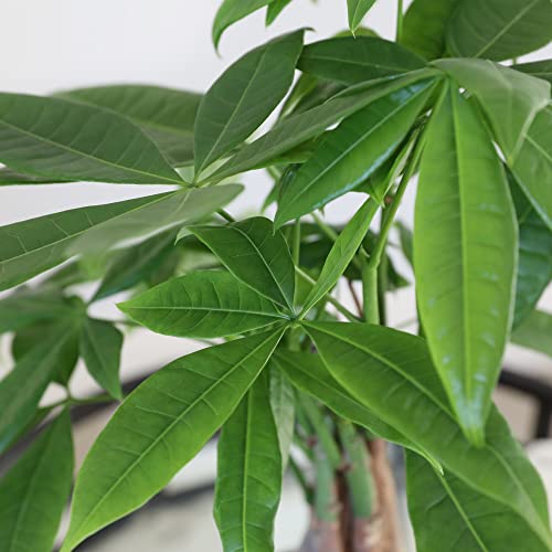 Just Add Ice Ja5030 Money Tree In Boho Ivo Jute Pottery, Live Indoor Plant, Fully-Rooted, Healthy Leaves, Easy To Grow Gift For Friend, Dorm, Plant Parent Home Décor Pachira, 5" Diameter, 16" Tall #TOP1