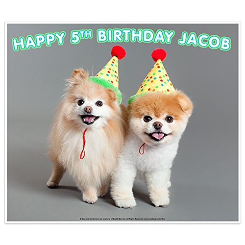 boo the world's cutest dog