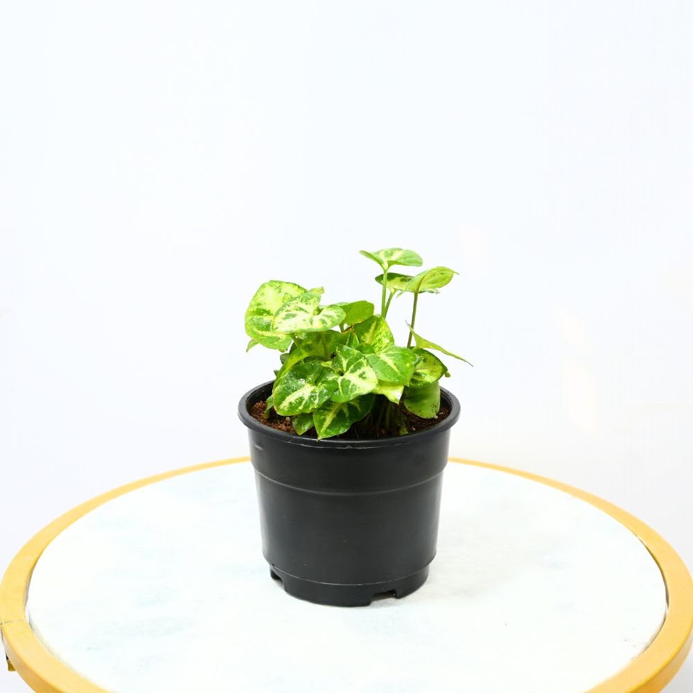 Nayra Money Plant - Green Indoor Plant with Pot -13 Nayra Money Plant - Green Indoor Plant with Pot -13