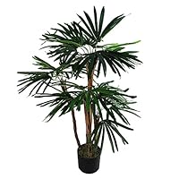 Grote Mexicaanse Waaierpalm | Win met korting