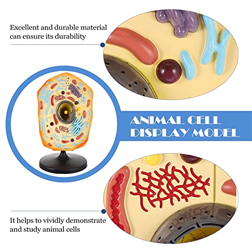 Modèle d'anatomie de cellules animales en bon matériau durable - 8