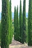 toskana zypresse totem  Mittelmeer Zypresse Cupressus sempervirens Säulenzypresse 100 Samen Bonsai geeignet